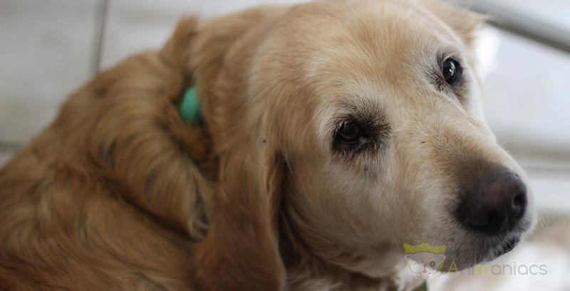 Accueillir un chien âgé