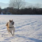 akita inu dans la neige