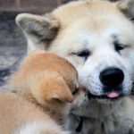 Akita inu avec son chiot