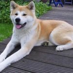 akita-inu-japonais