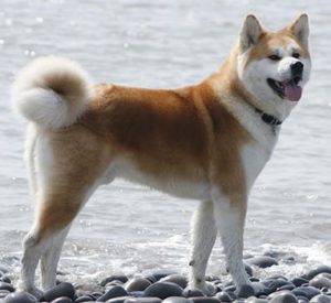 Chien japonais Akita Inu