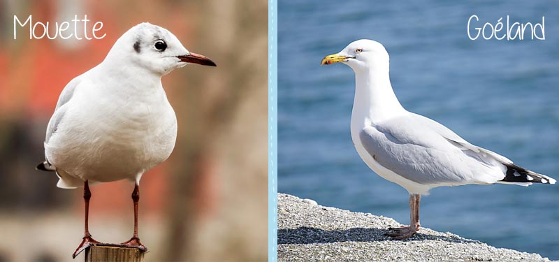 mouettes goeland