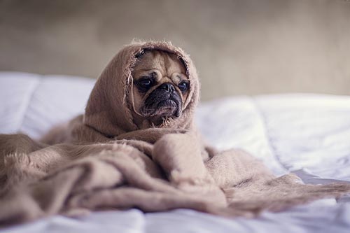 chien sous une couverture