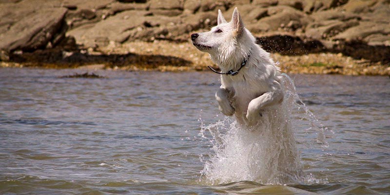 Choisir un photographe animalier