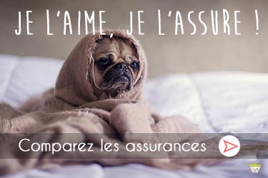 Je l'aime, je l'assure !