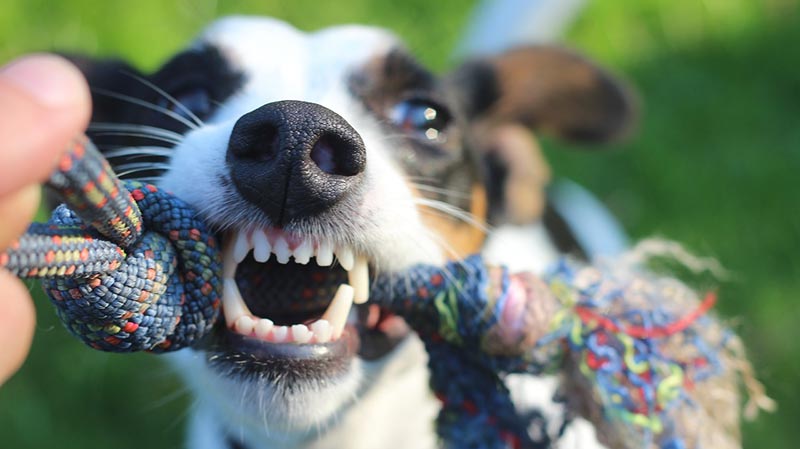 surexcitation chien séance jeu