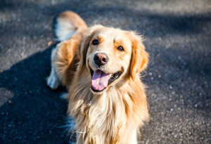 caractere golden retriever