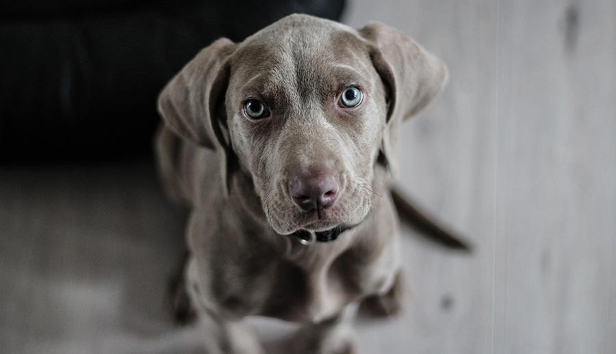 Chien de race en refuge