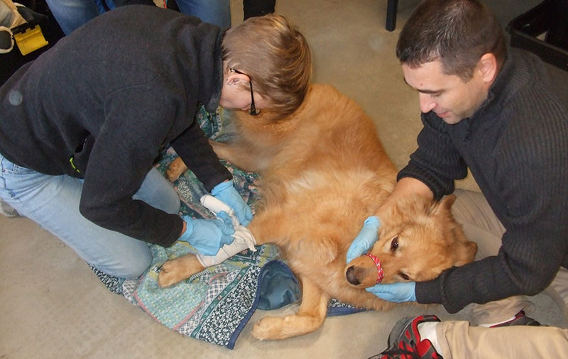 formation premiers secours animaux