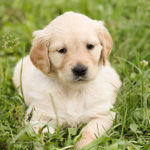 Golden retriever chiot