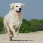 golden retriever blanc