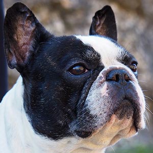 bouledogue francais