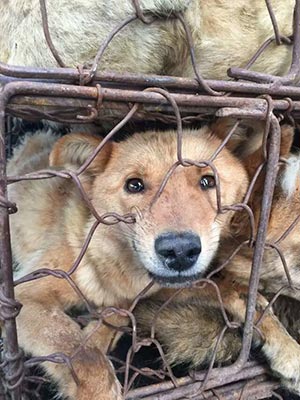 chien festival yulin