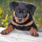 chiot rottweiler