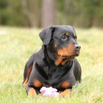 rottweiler calme