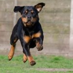 rottweiler course