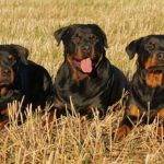 rottweilers