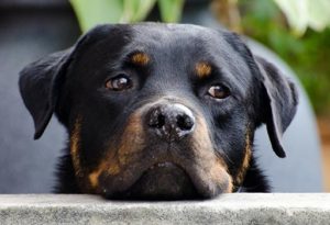 tête rottweiler