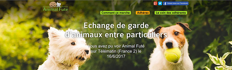 Chenil pour chien et alternatives de gardiennage de chien - Animal Futé