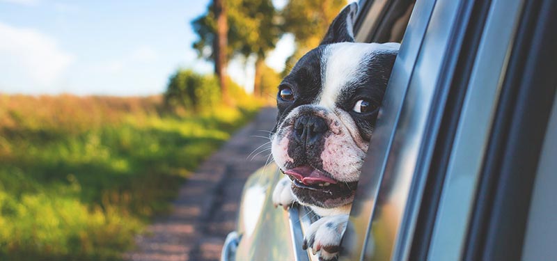 chien en voiture