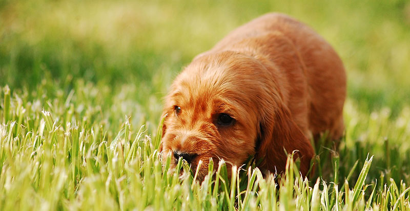 chiot dans l'herbe