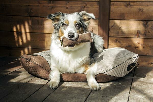 coussin design qualite chien