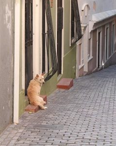 chien perdu en ville