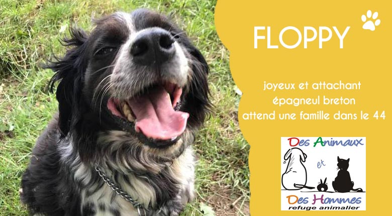 Floppy, épagneul breton en attente d'adoption