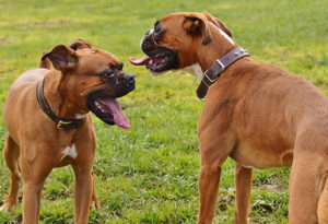 boxers joueurs