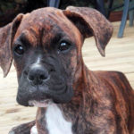 Nessy, chiot boxer