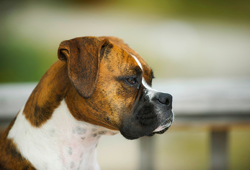 tête boxer