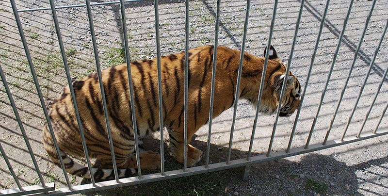 tigre cage cirque