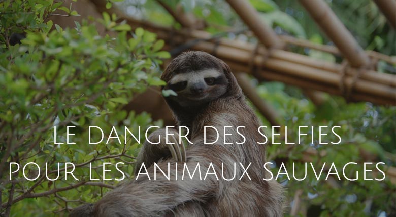 danger des selfies pour les animaux