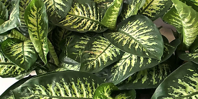 dieffenbachia toxique pour les animaux