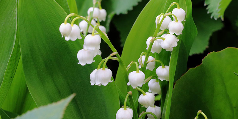 muguet dangereux pour les animaux