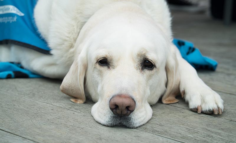 Chien malade - assurance animaux