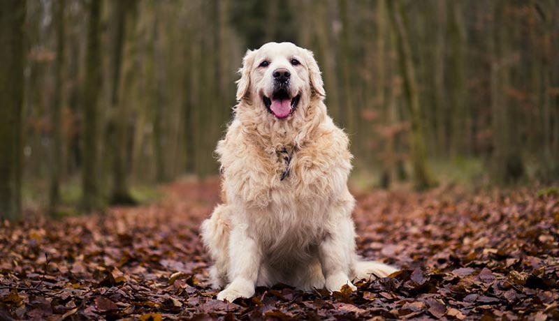 chien golden obèse