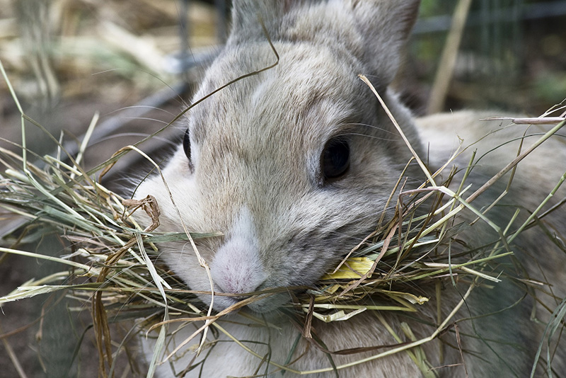 lapin foin