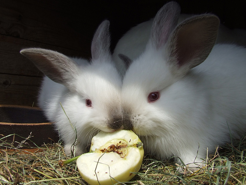 lapin fruits