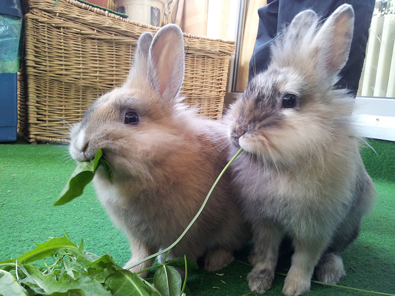 lapin verdure