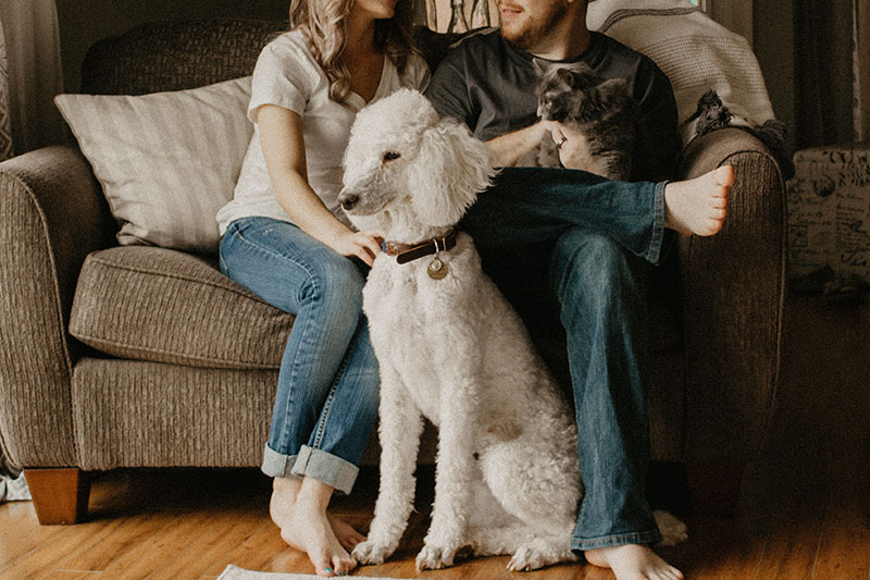 famille chien et chat