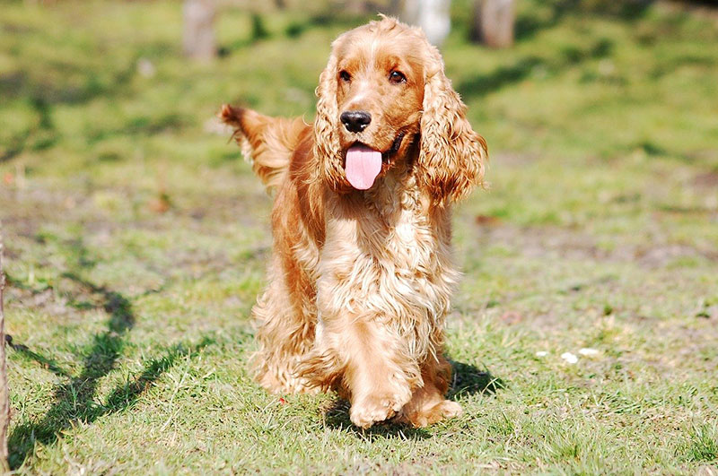 Cocker Spaniel marron