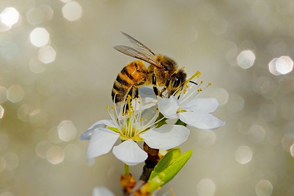 disparition des abeilles