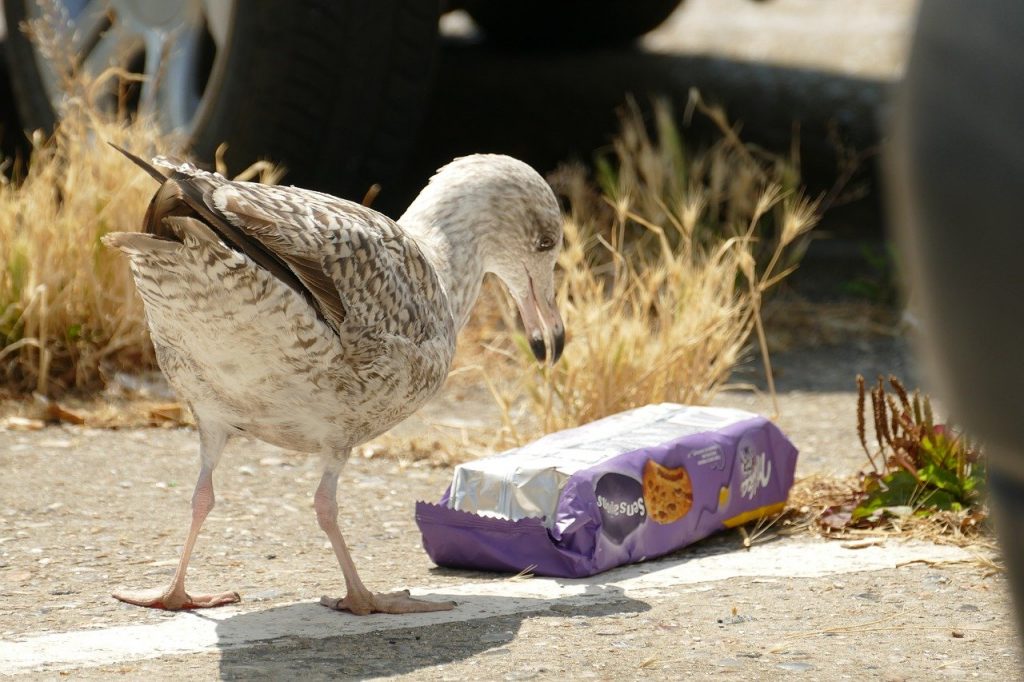 oiseau marin et plastique