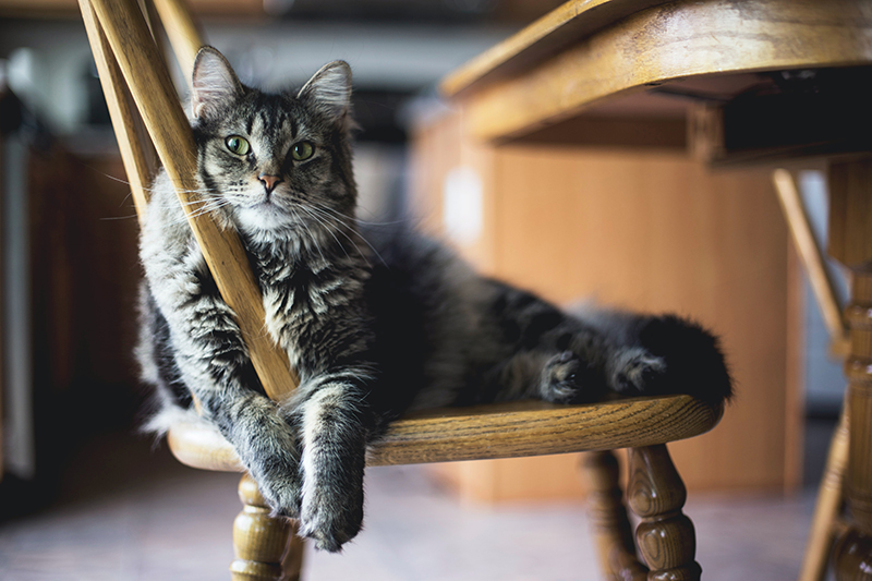 Chat sur une chaise