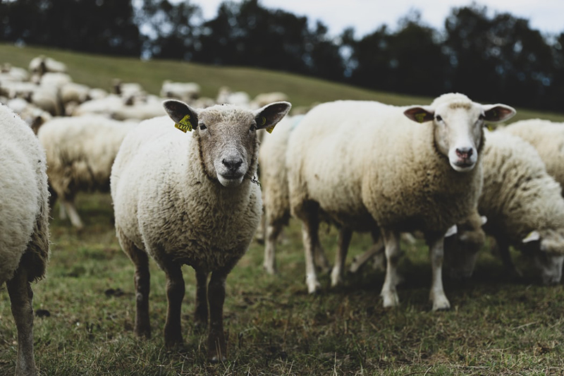 Moutons de Haute Savoie