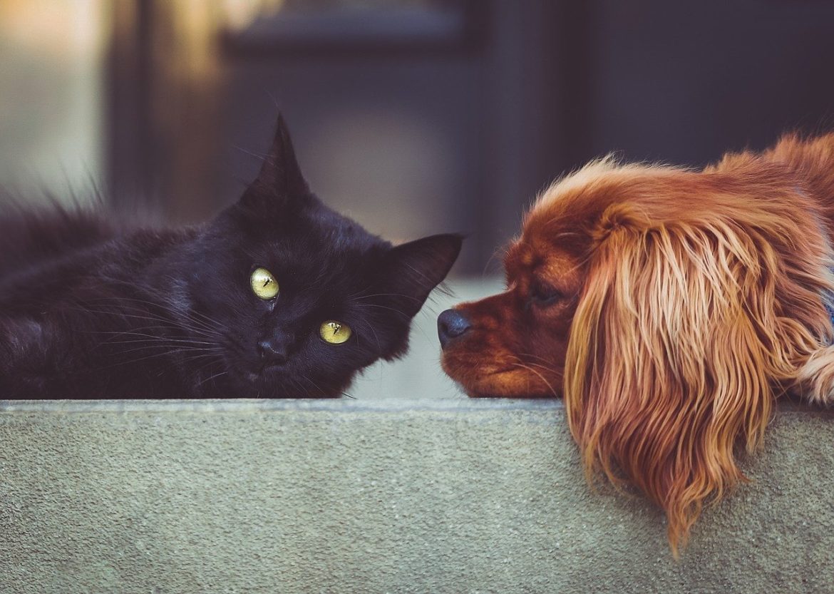 Chat noir et chien allongés