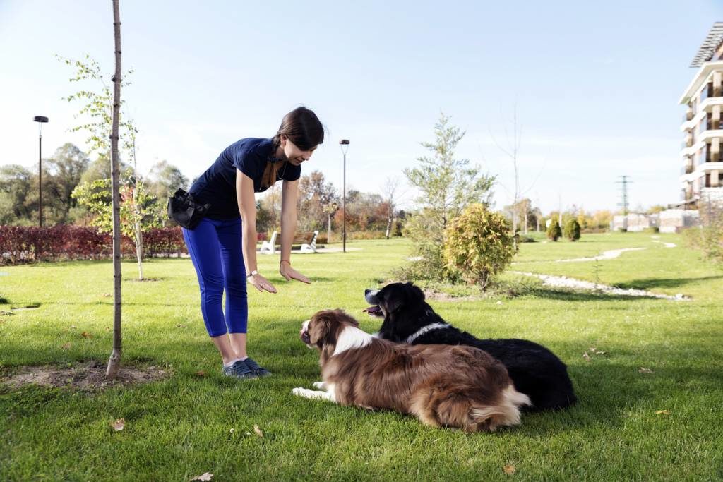 éducation canine