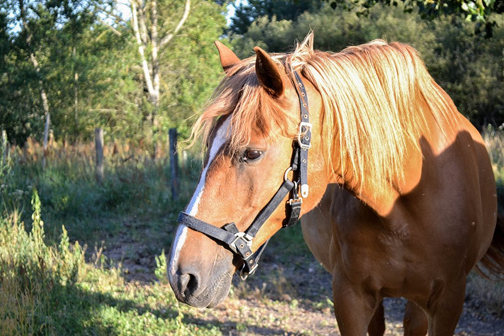 ostéopathe pour chevaux