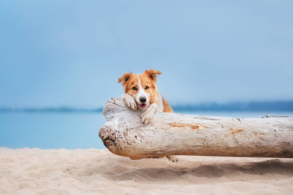 Chien à la mer